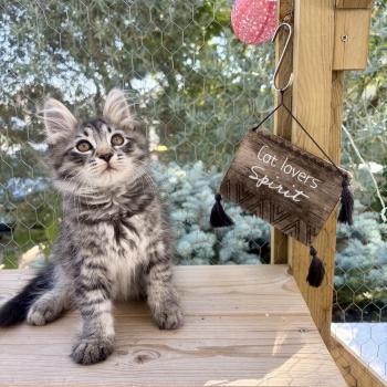 chaton Sibérien brown mackerel tabby Bernard Elevage chats sibériens Chatterie Ovilloise - Comportementaliste félin