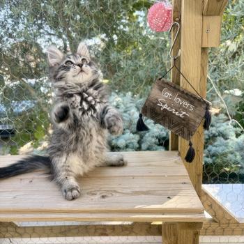 chaton Sibérien brown mackerel tabby Bernard Elevage chats sibériens Chatterie Ovilloise - Comportementaliste félin