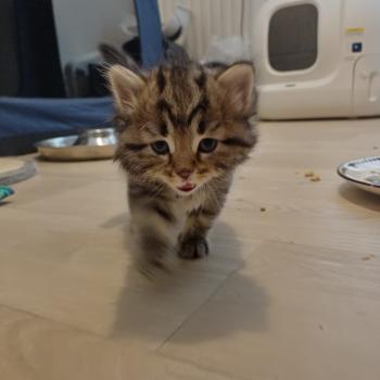 chaton Sibérien Elevage chats sibériens Chatterie Ovilloise - Comportementaliste félin