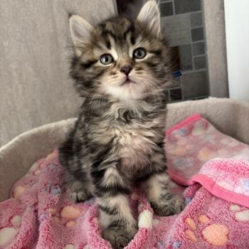 chaton Sibérien brown blotched tabby Barnabé collier Bleu Elevage chats sibériens Chatterie Ovilloise - Comportementaliste félin