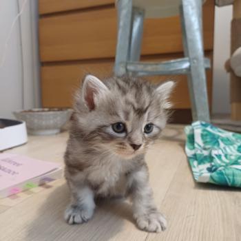 chaton Sibérien Elevage chats sibériens Chatterie Ovilloise - Comportementaliste félin