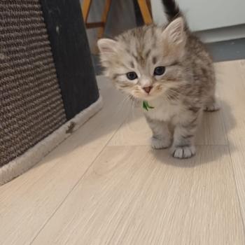 chaton Sibérien Elevage chats sibériens Chatterie Ovilloise - Comportementaliste félin