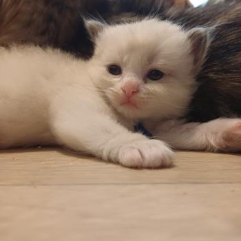 chaton Sibérien Elevage chats sibériens Chatterie Ovilloise - Comportementaliste félin