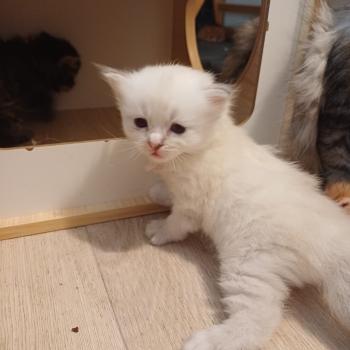 chaton Sibérien Elevage chats sibériens Chatterie Ovilloise - Comportementaliste félin