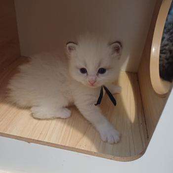 chaton Sibérien Elevage chats sibériens Chatterie Ovilloise - Comportementaliste félin