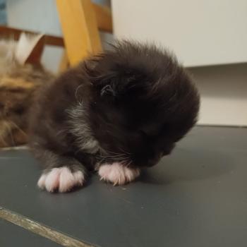 chaton Sibérien Elevage chats sibériens Chatterie Ovilloise - Comportementaliste félin