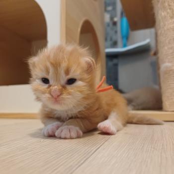 chaton Sibérien Elevage chats sibériens Chatterie Ovilloise - Comportementaliste félin