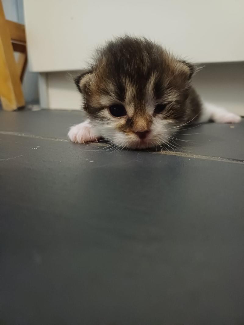 Moustache de l'Ovilloise Mâle Sibérien