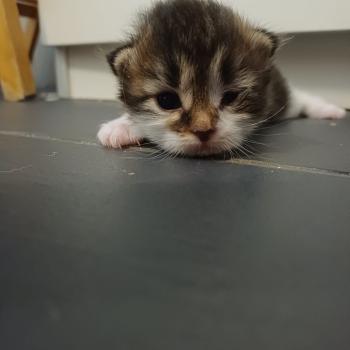 chaton Sibérien Elevage chats sibériens Chatterie Ovilloise - Comportementaliste félin