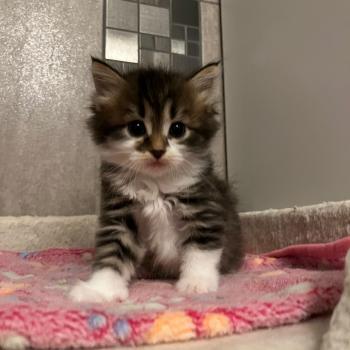 chaton Sibérien Brookie Elevage chats sibériens Chatterie Ovilloise - Comportementaliste félin