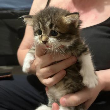 chaton Sibérien Brookie Elevage chats sibériens Chatterie Ovilloise - Comportementaliste félin