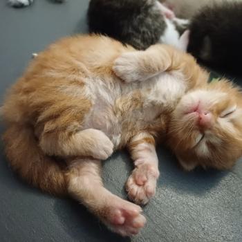 chaton Sibérien Elevage chats sibériens Chatterie Ovilloise - Comportementaliste félin