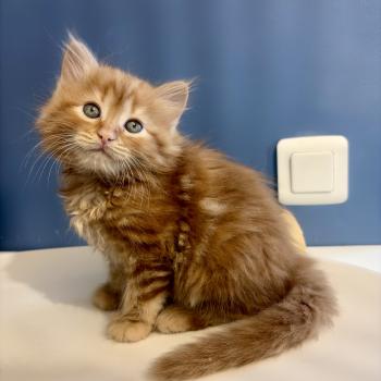chaton Sibérien red Brown Sugar Elevage chats sibériens Chatterie Ovilloise - Comportementaliste félin