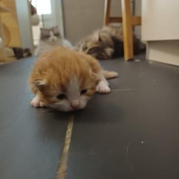 chaton Sibérien Elevage chats sibériens Chatterie Ovilloise - Comportementaliste félin