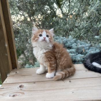 chaton Sibérien red tabby & blanc Babette Elevage chats sibériens Chatterie Ovilloise - Comportementaliste félin