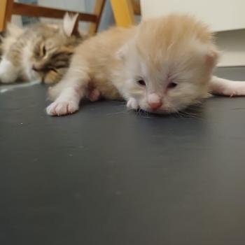 chaton Sibérien Elevage chats sibériens Chatterie Ovilloise - Comportementaliste félin