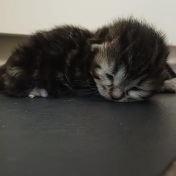 chaton Sibérien Elevage chats sibériens Chatterie Ovilloise - Comportementaliste félin