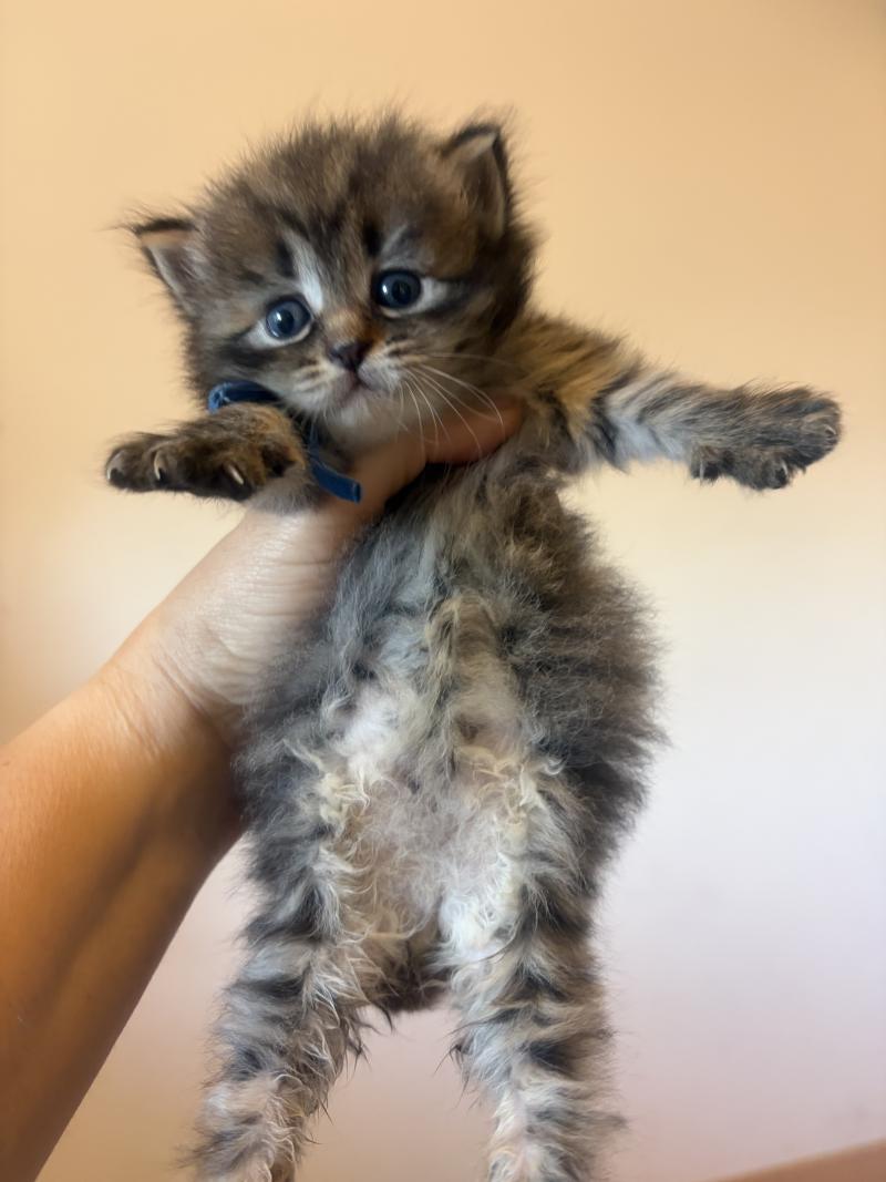 1er chaton (Portée Hanna ❤ Nikolaï 2026) - Mâle brown mackerel tabby Collier bleu Mâle Sibérien