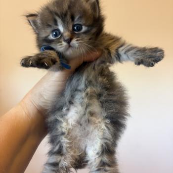 chaton Sibérien brown mackerel tabby Elevage chats sibériens Chatterie Ovilloise - Comportementaliste félin