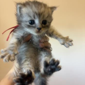 chaton Sibérien black silver mackerel tabby Elevage chats sibériens Chatterie Ovilloise - Comportementaliste félin