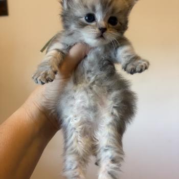 chaton Sibérien black silver mackerel tabby Elevage chats sibériens Chatterie Ovilloise - Comportementaliste félin