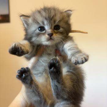 chaton Sibérien black silver mackerel tabby Elevage chats sibériens Chatterie Ovilloise - Comportementaliste félin