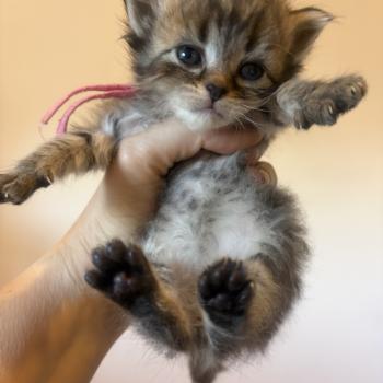 chaton Sibérien brown mackerel tabby Elevage chats sibériens Chatterie Ovilloise - Comportementaliste félin