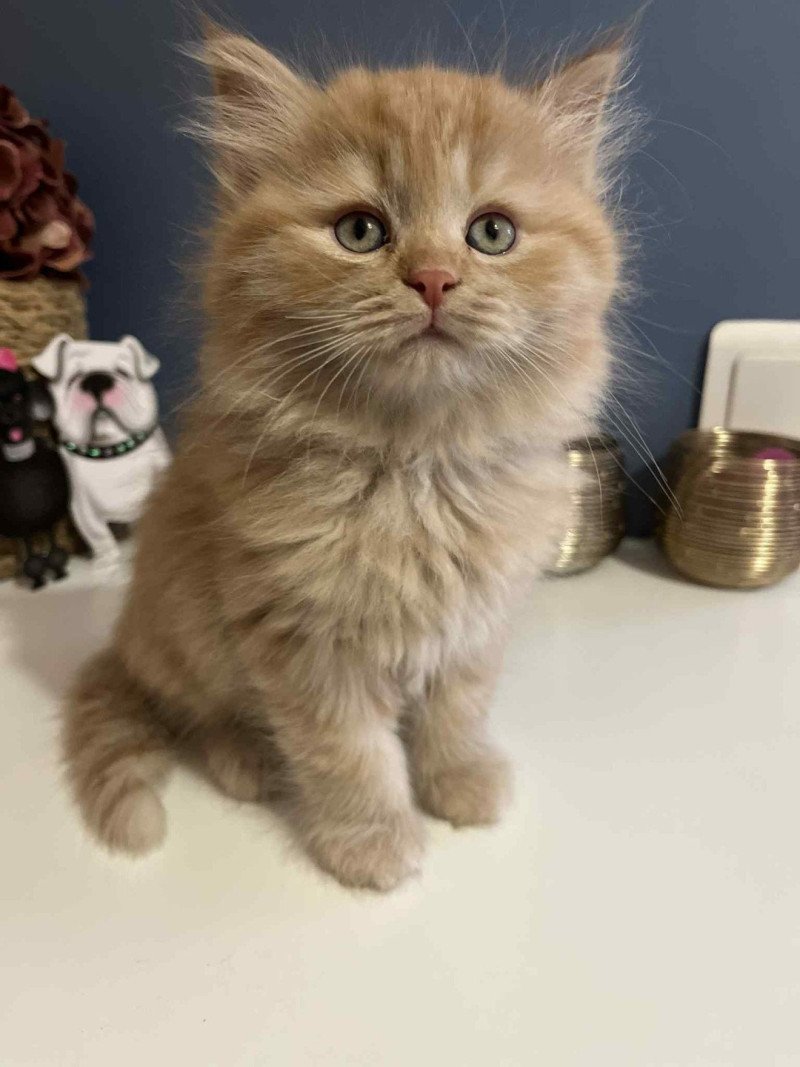 Aimé - Mariko de l'Ovilloise Mâle Sibérien