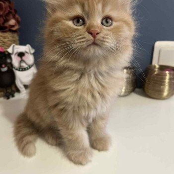 chaton Sibérien red Aimé - Mariko Comportementaliste félin - Elevage chats sibériens