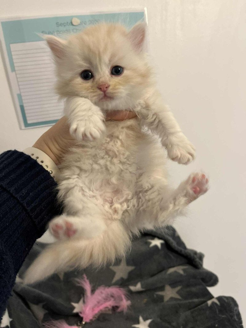 Aki collier vert de l'Ovilloise Mâle Sibérien