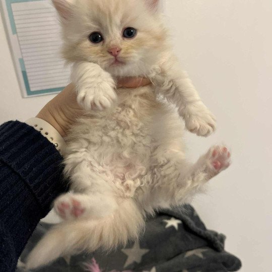 Aki collier vert de l'Ovilloise Mâle Sibérien