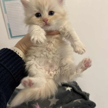 chaton Sibérien cream tabby Aki Comportementaliste félin - Elevage chats sibériens