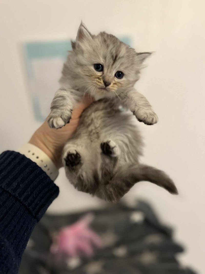 Anouk de l'Ovilloise Femelle Sibérien