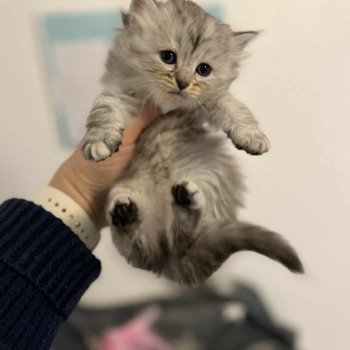 chaton Sibérien Alma Comportementaliste félin - Elevage chats sibériens