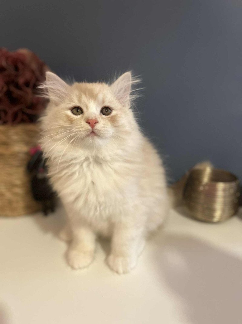 Amour de l'Ovilloise Mâle Sibérien