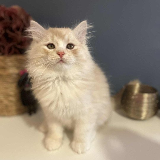 Amour de l'Ovilloise Mâle Sibérien