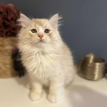 chaton Sibérien red silver spotted tabby Amour Comportementaliste félin - Elevage chats sibériens