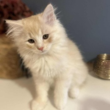 chaton Sibérien red silver spotted tabby Amour Comportementaliste félin - Elevage chats sibériens