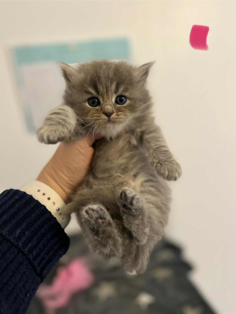 Ange de Xérès de l'Ovilloise Femelle Sibérien