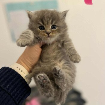 chaton Sibérien blue tabby Ange de Xérès Comportementaliste félin - Elevage chats sibériens