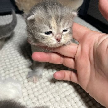 chaton Sibérien blue tortie tabby Anya Comportementaliste félin - Elevage chats sibériens