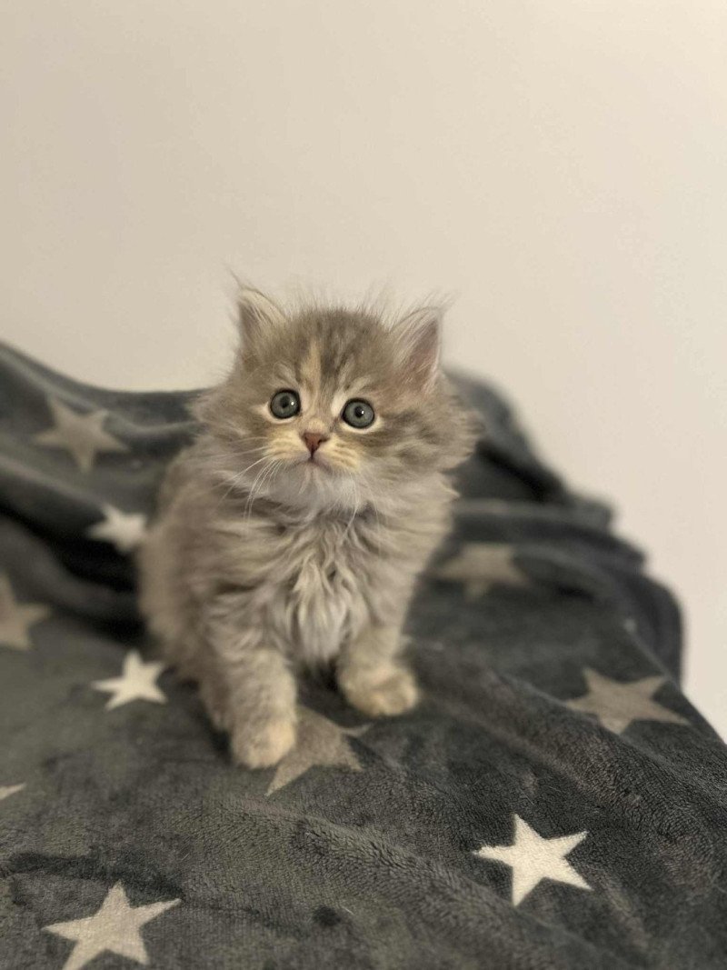 Anya de l'Ovilloise Femelle Sibérien