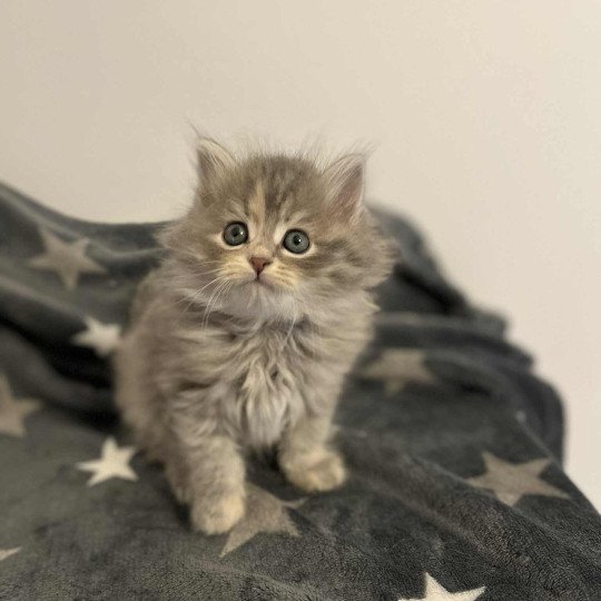 Anya de l'Ovilloise Femelle Sibérien