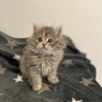 chaton Sibérien blue tortie tabby Anya Comportementaliste félin - Elevage chats sibériens