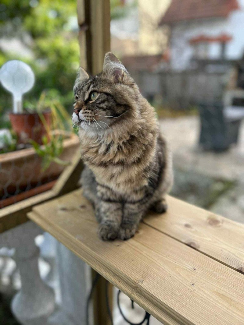 Ariane de l'Ovilloise Femelle Sibérien