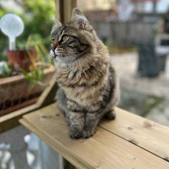 Ariane de l'Ovilloise Femelle Sibérien