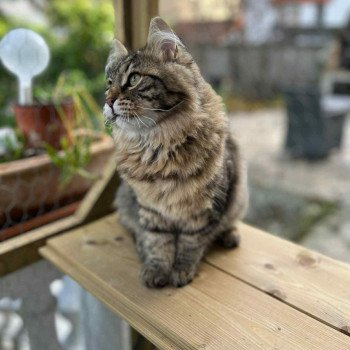 chaton Sibérien brown mackerel tabby Ariane Elevage chats sibériens - Comportementaliste félin