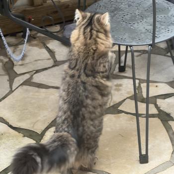 chaton Sibérien brown mackerel tabby Ariane Elevage chats sibériens Chatterie Ovilloise - Comportementaliste félin