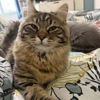 chaton Sibérien brown mackerel tabby Ariane Elevage chats sibériens Chatterie Ovilloise - Comportementaliste félin