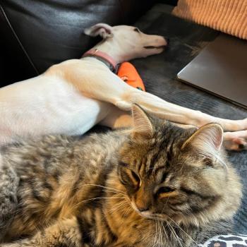 chaton Sibérien brown mackerel tabby Ariane Elevage chats sibériens Chatterie Ovilloise - Comportementaliste félin